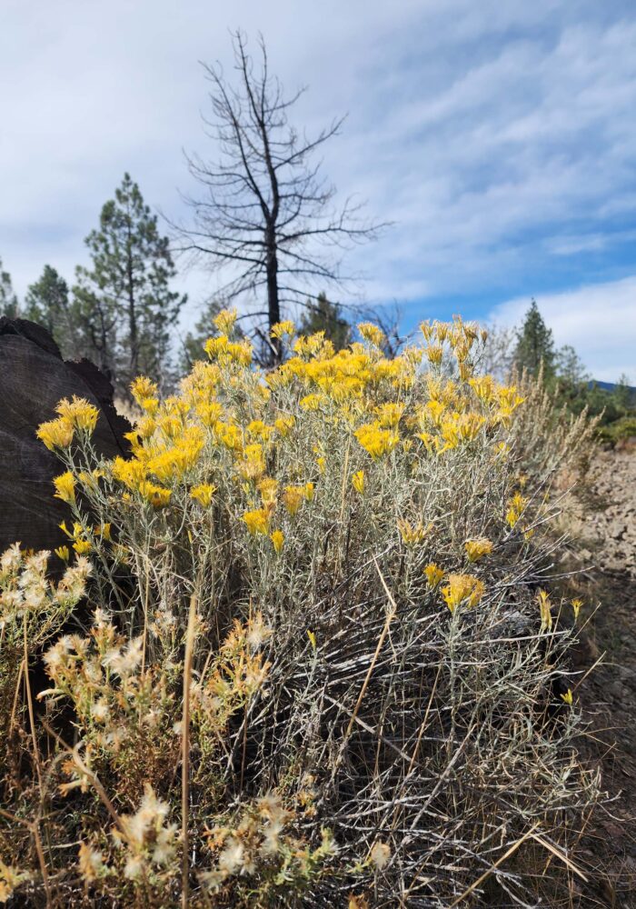Rabbitbrush. D. Burk.