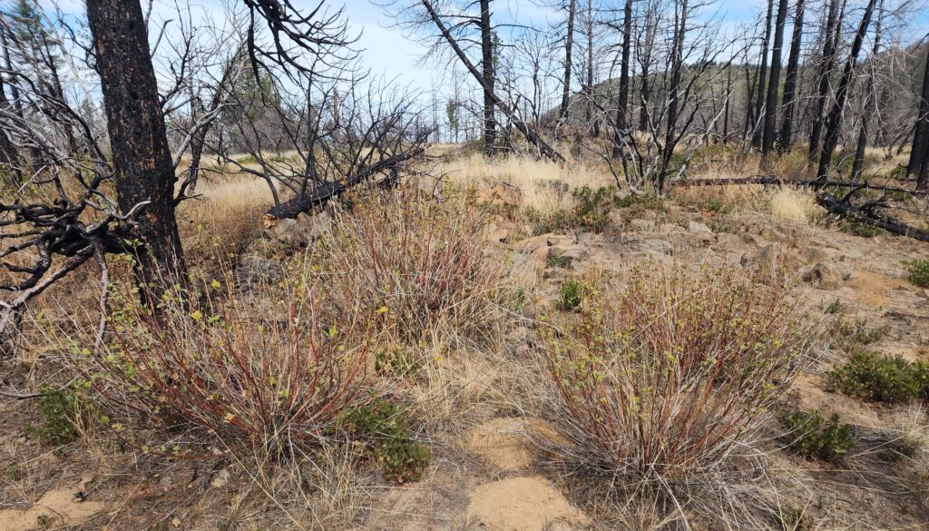 Baker's globe mallow in the fire footprint. D. Burk.