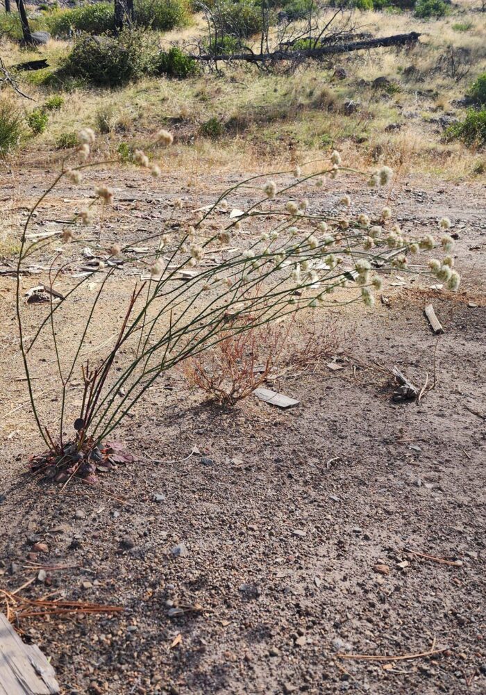 Naked buckwheat. D. Burk.