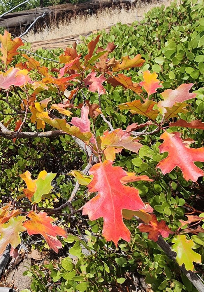 Fall colors in black oak. D. Burk.