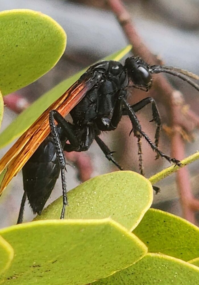 Tarantula hawk. D. Burk.