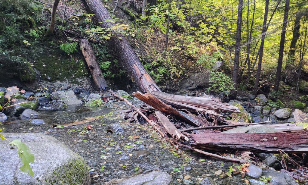 "Bridge" over Bear Creek.  D. Burk.