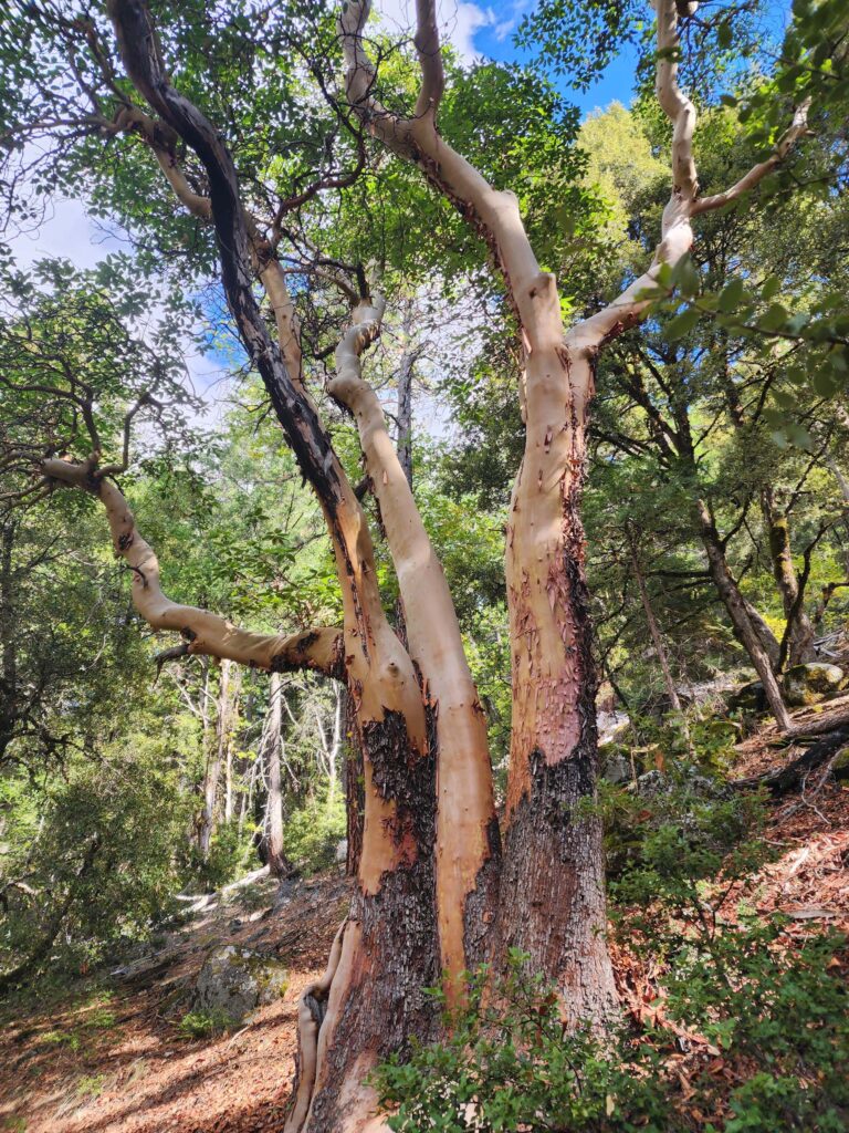 Pacific madrone.  D. Burk.