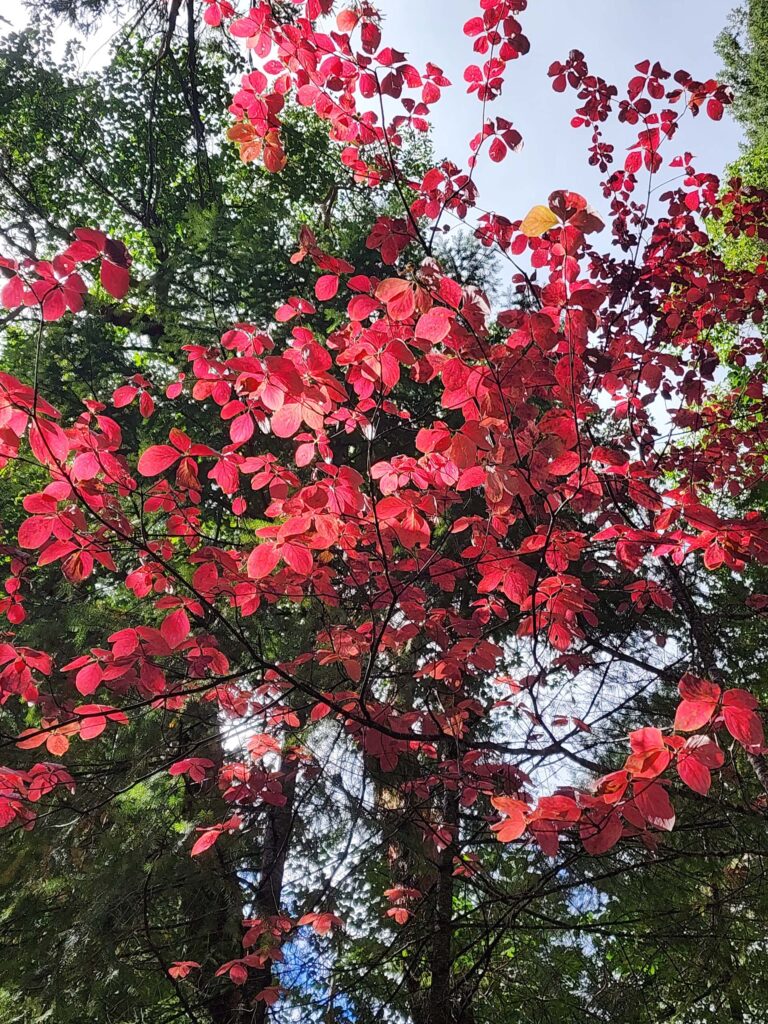 Pacific dogwood.  D. Burk.  Oct. 19, 2025.  Canyon Creek Trail.