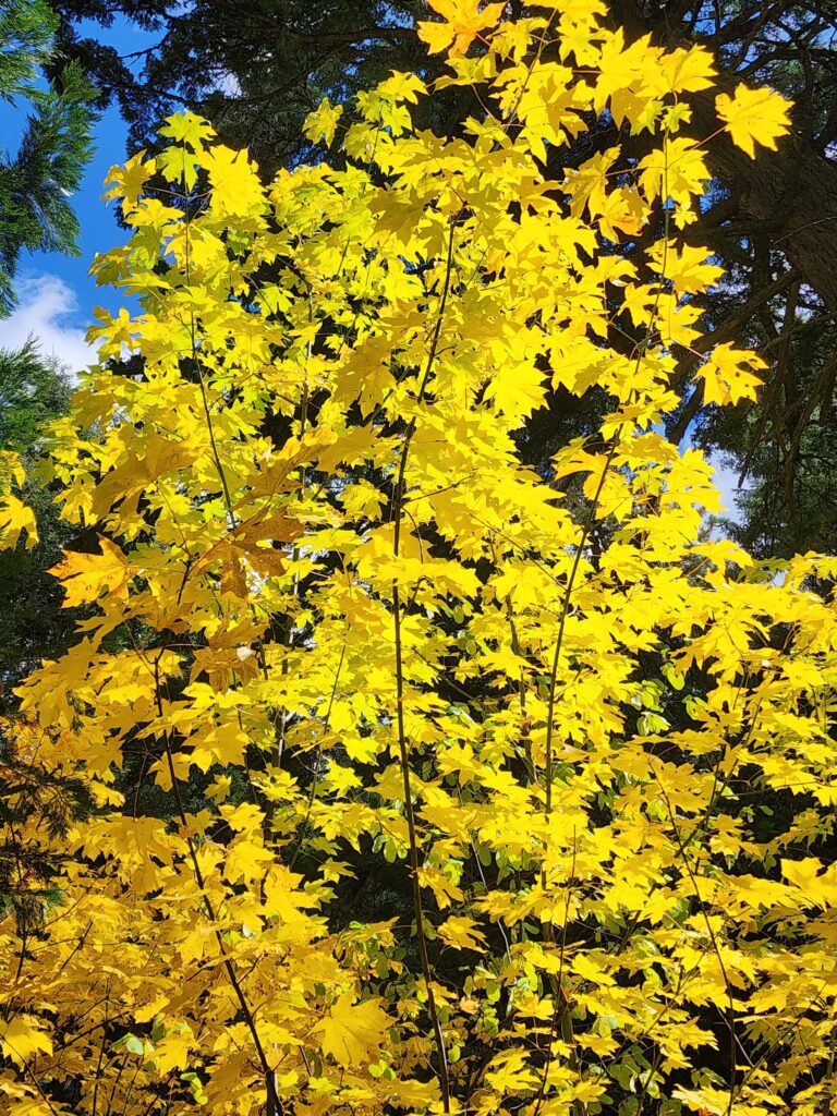 Big-leaved maple.  D. Burk.  Oct 19, 2025.  Canyon Creek Trail. 