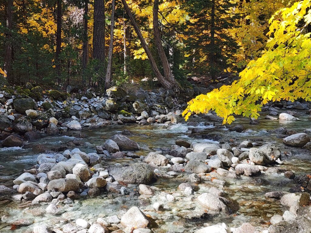 Canyon Creek.  D. Burk.