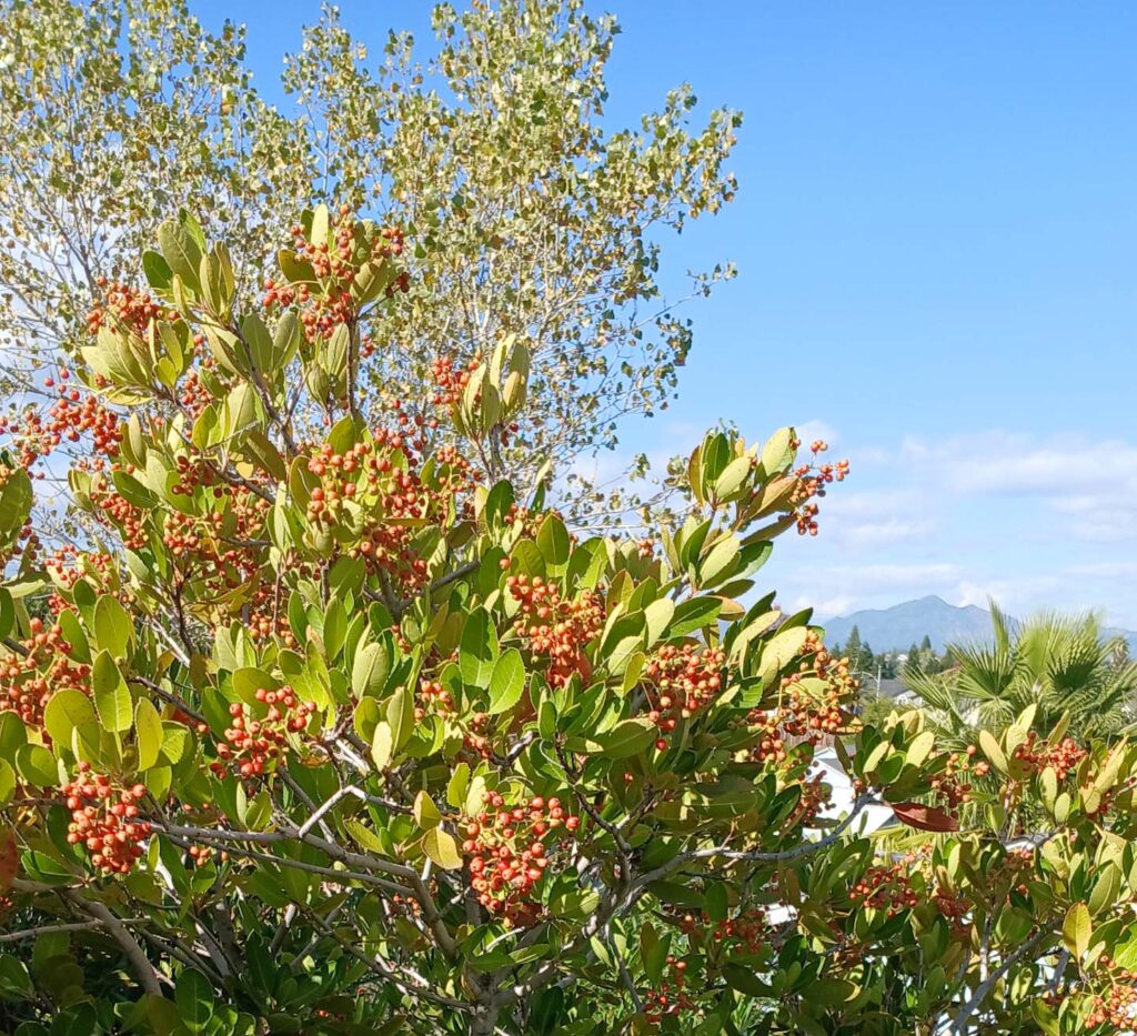 Salmon to red toyon berries on a bush in John Springer's yard on Oct. 19, 2025. Photo by J. Springer
