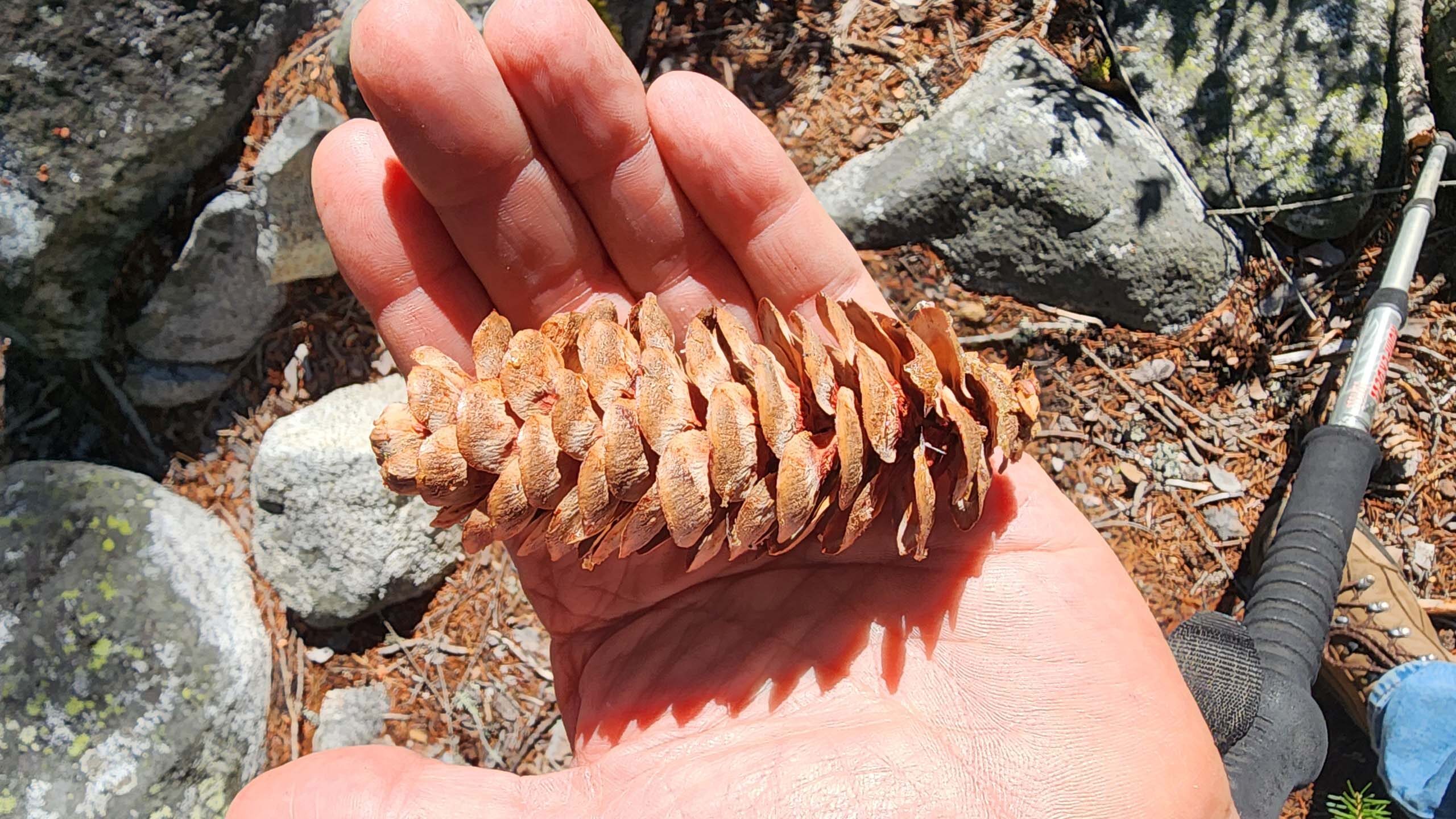 Brewer's spruce cone. D. Burk.