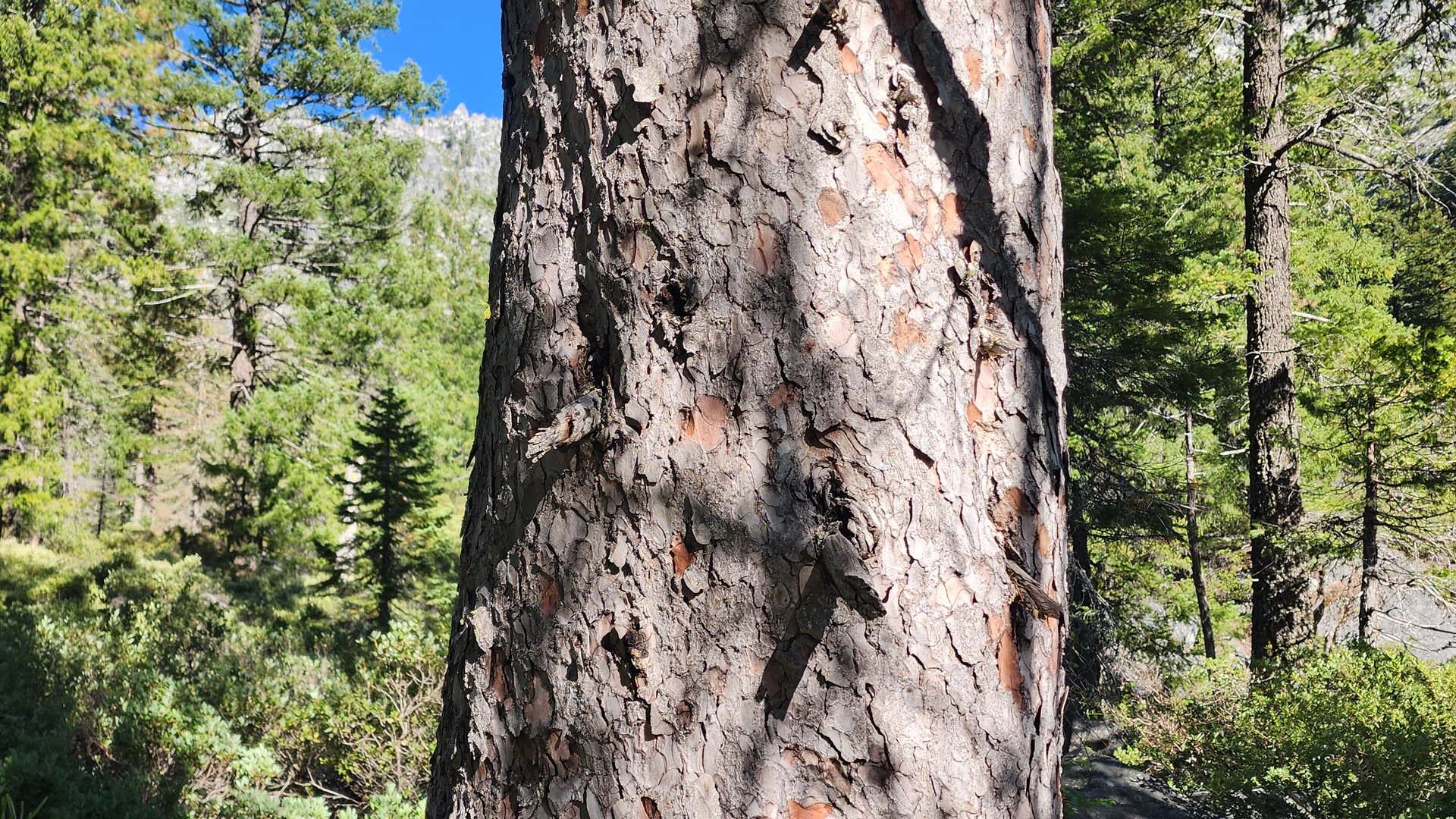 Brewer's spruce bark. D. Burk.