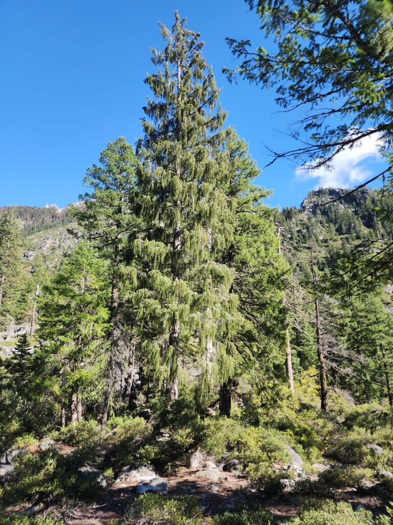 Brewer's spruce. D. Burk.