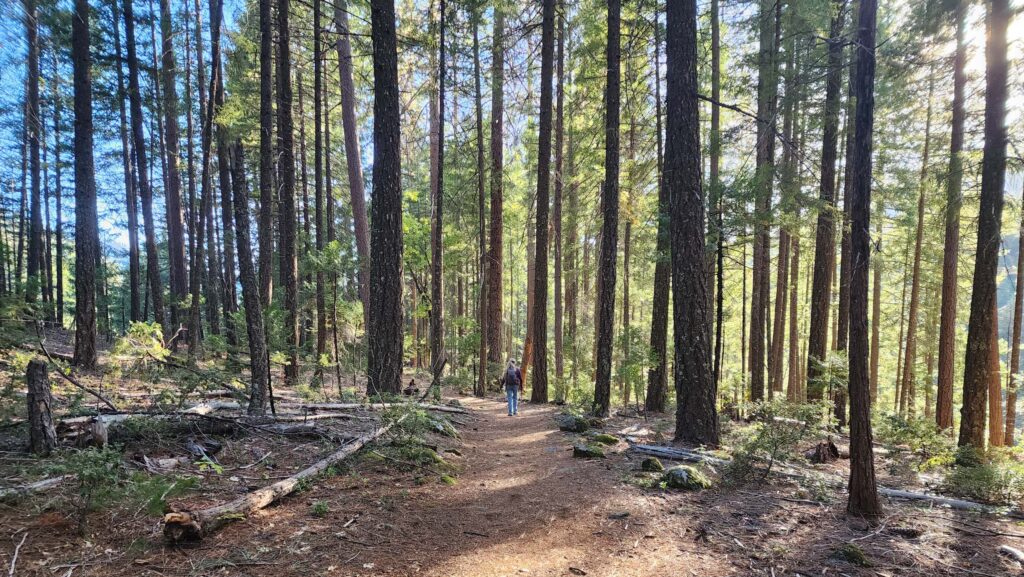 Canyon Creek Trail close to the trailhead.  D. Burk.