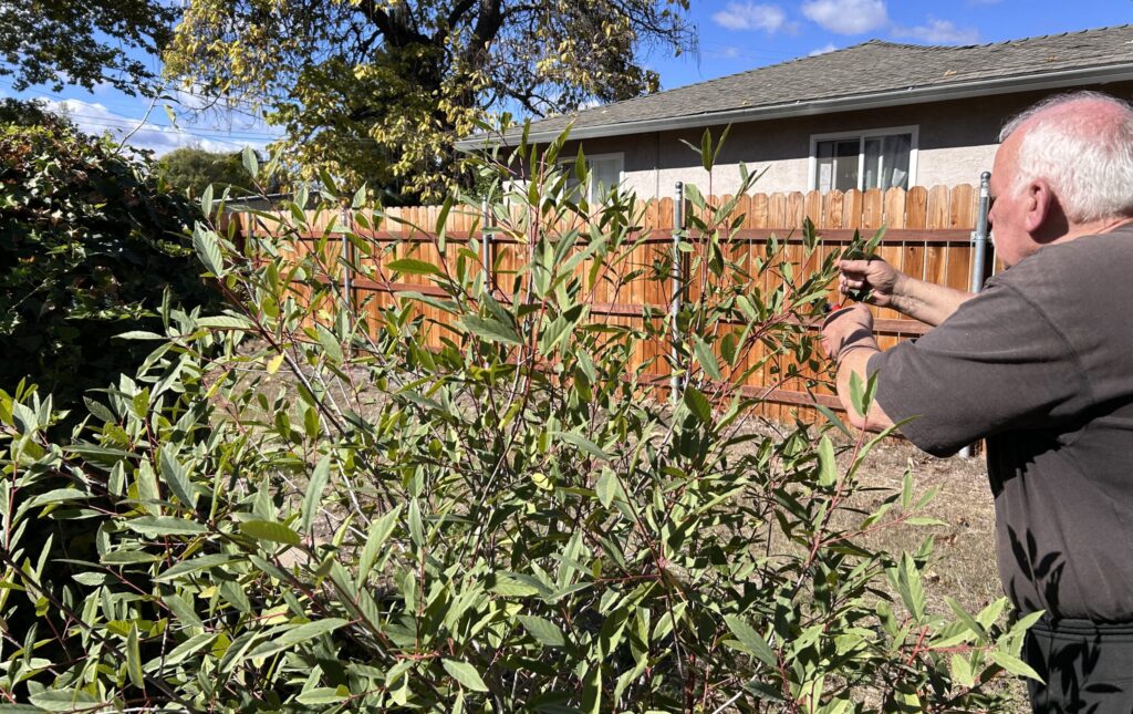 Hal Durio trims his backyard coffeeberry on Oct. 10, 2025. Photo by M. McCrary.
