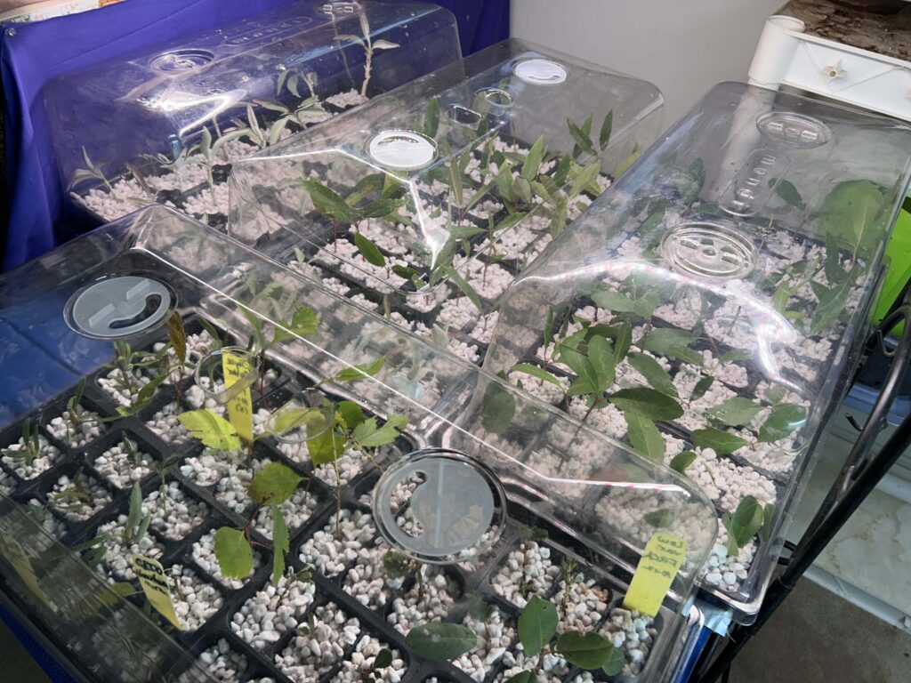 Trays of seedlings in MaryAnn McCrary's home on Oct. 13, 2025. Photo by M. McCrary.