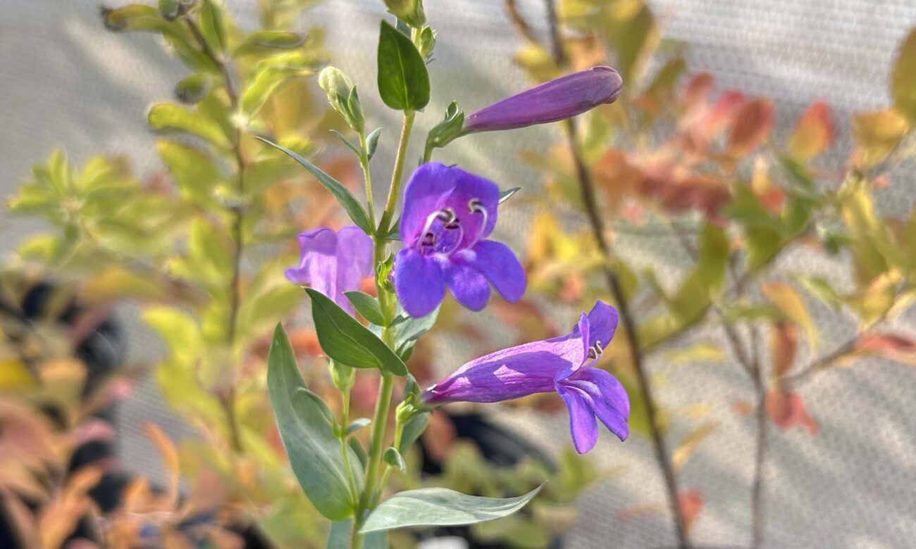 Azure penstemon with autumn-colored Douglas' spirea in the background. Photo by M. McCrary.