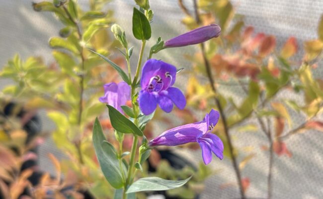 Azure penstemon with autumn-colored Douglas' spirea in the background. Photo by M. McCrary.
