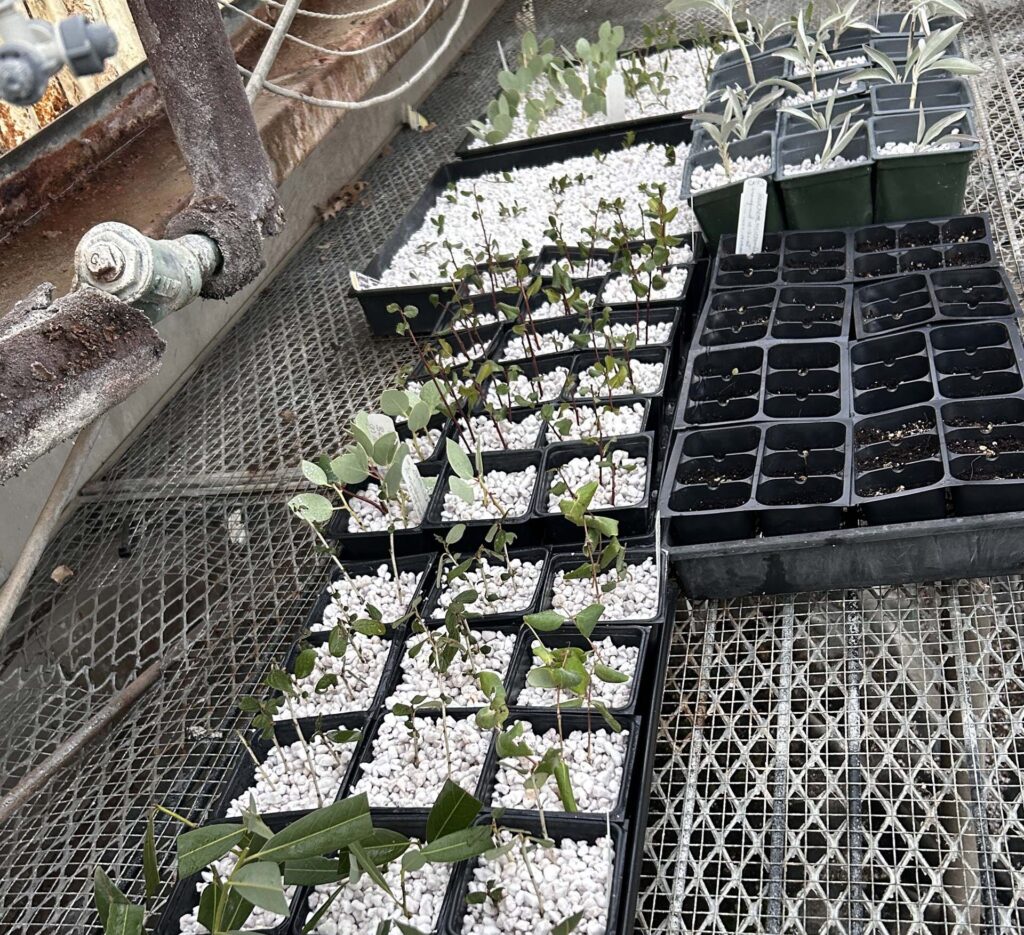 Trays of seedlings in the Shasta College misting greenhouse on Oct. 21, 2025. Photo by M. McCrary.