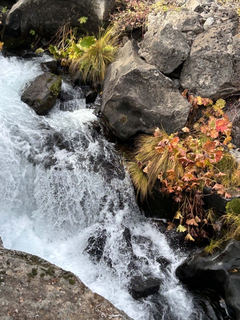 The McCloud River flows past umbrella plant, changing colors in October, 2025. Photo by M. McCrary.