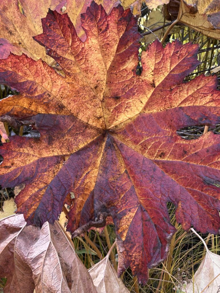 A red and orange umbrella plant leaf, near the McCloud River on Oct. 22, 2025. Photo by M. McCrary.