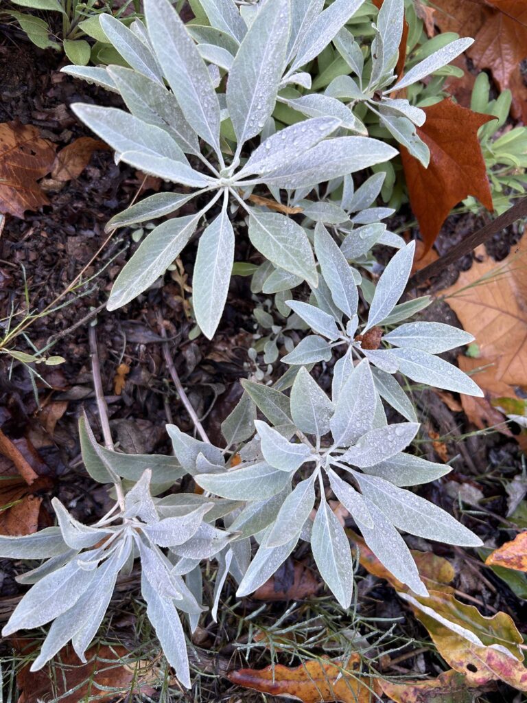 White sage looking refreshed after a fall rain in MaryAnn McCrary's yard on Oct. 27, 2025. Photo by M. McCrary.