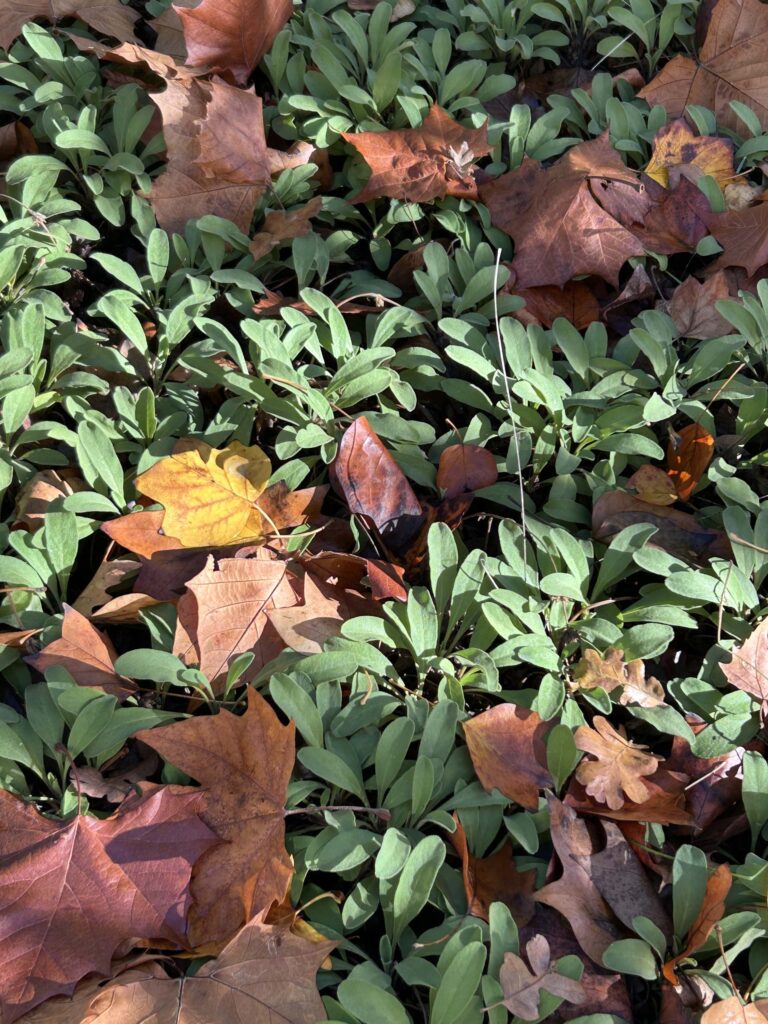This Kar Stoker’s hybrid form sage is plumped up after Oct. 27, 2025 rains. Photo by M. McCrary
