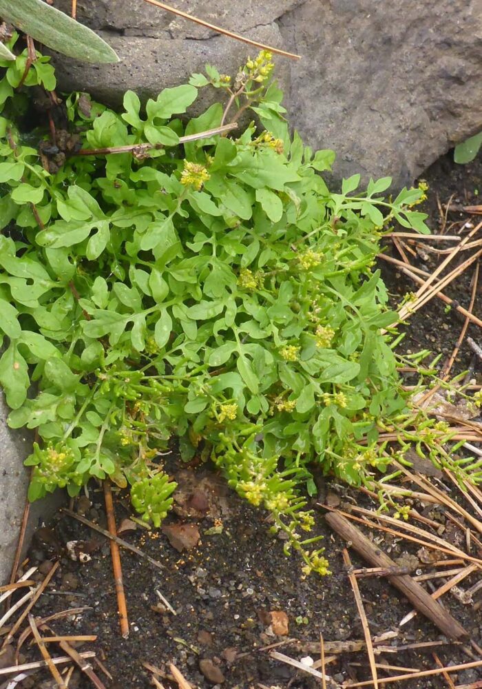 Western yellowcress. Butte Lake, LVNP. September 21, 2025.