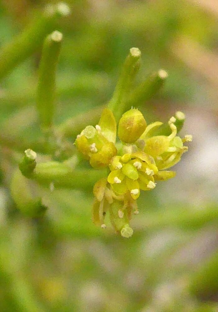 Western yellowcress close-up. Butte Lake, LVNP. September 21, 2025.