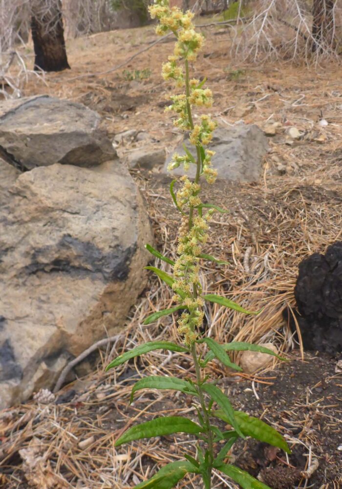 Butte Lake, LVNP. September 21, 2025.