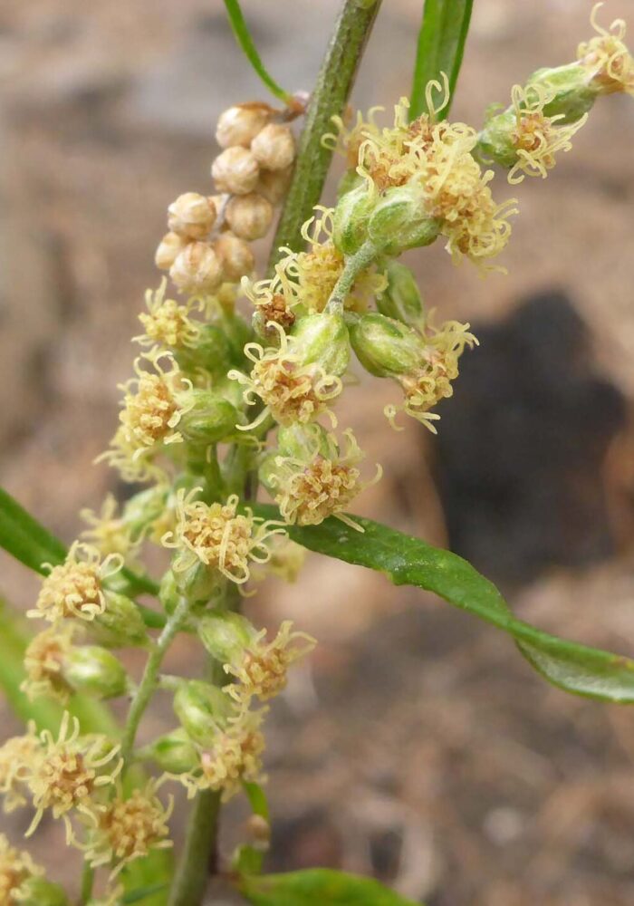 Closer look at mugwort. Butte Lake, LVNP. September 21, 2025.