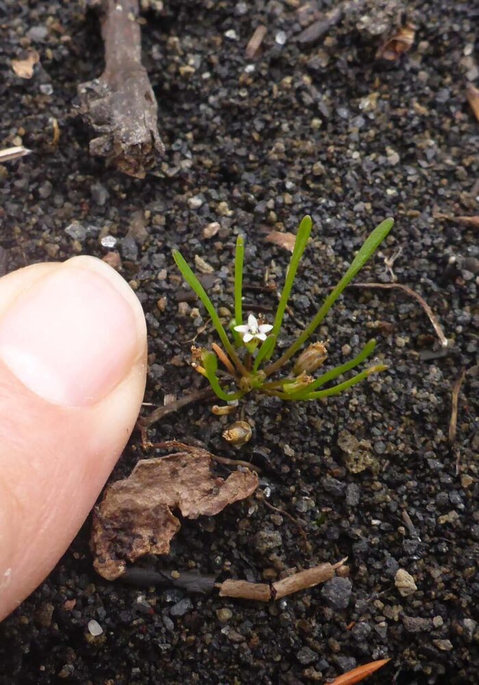 Broad-leaved mudwort. Butte Lake, LVNP. September 21, 2025.