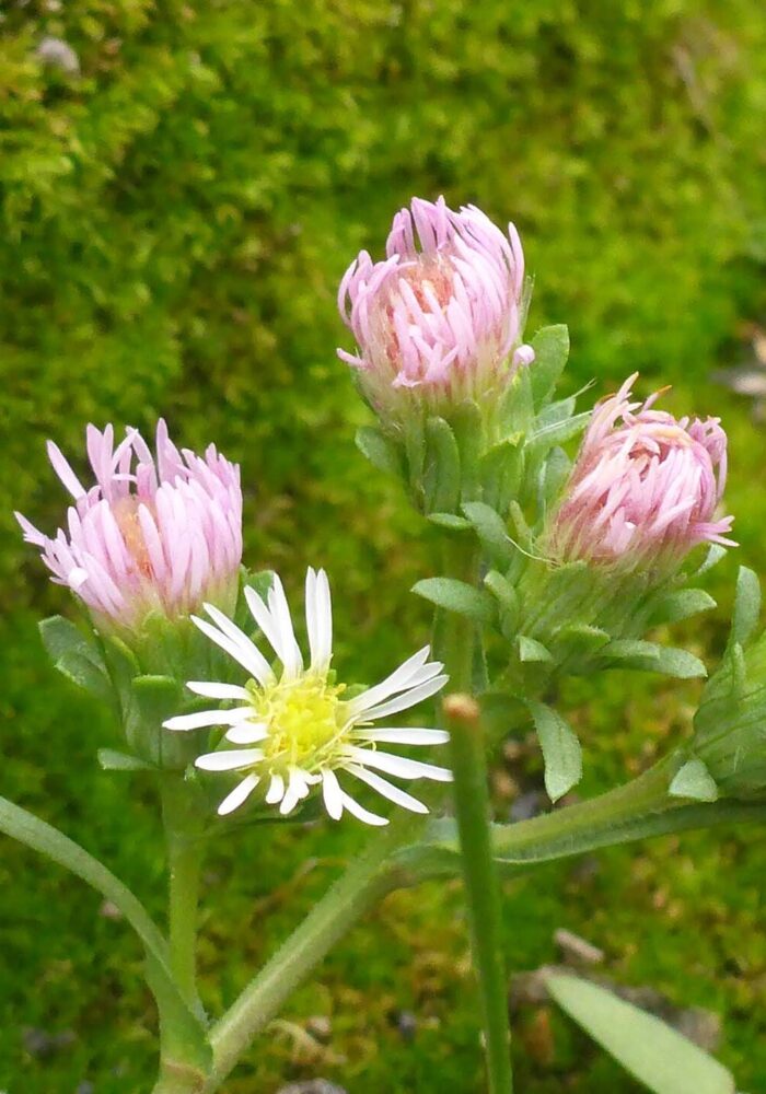 Short-rayed alkalai aster. Butte Lake, LVNP. September 21, 2025.