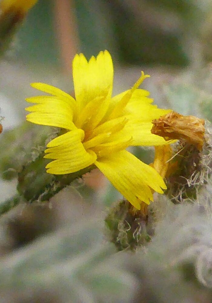 Close-up of shaggy hawkweed. Butte Lake, LVNP. September 21, 2025.