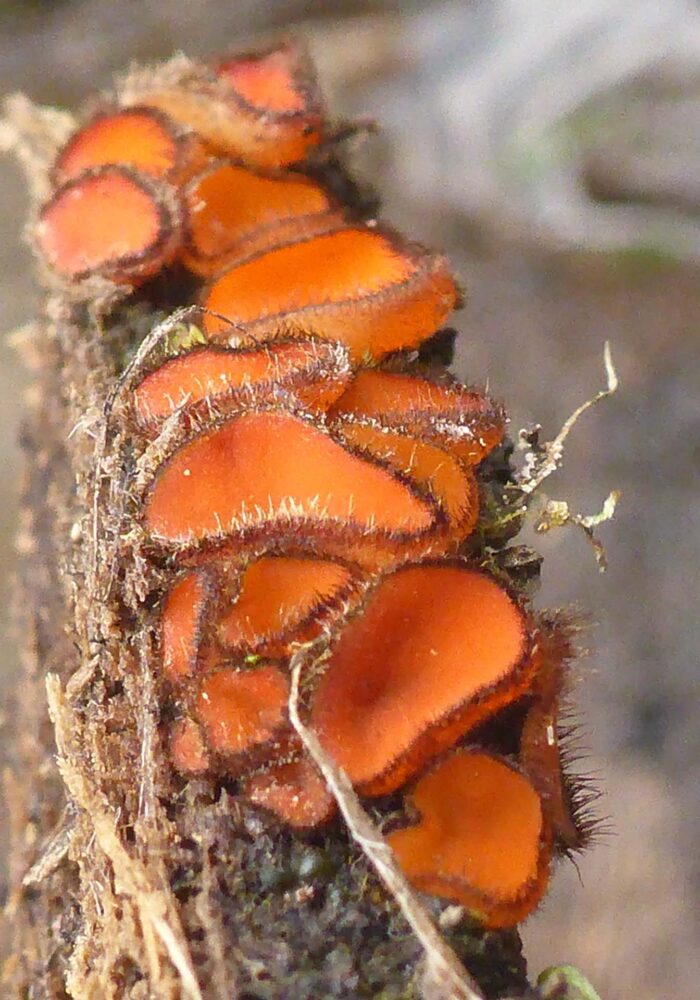Common eyelash cup. D. Burk Butte Lake, LVNP. September 21, 2025.