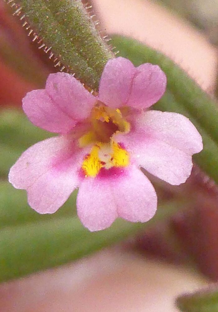 Brewer's monkeyflower close-up. D. Burk Widow Lake, LVNP. September 21, 2025.