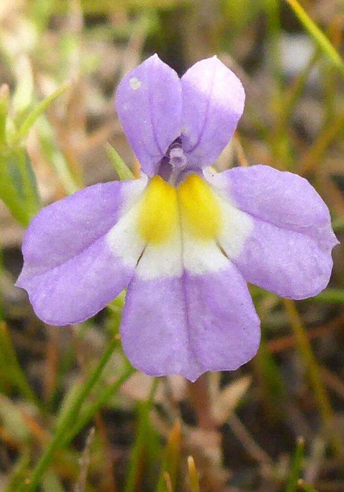Porterella close-up. D. Burk Widow Lake, LVNP. September 21, 2025.