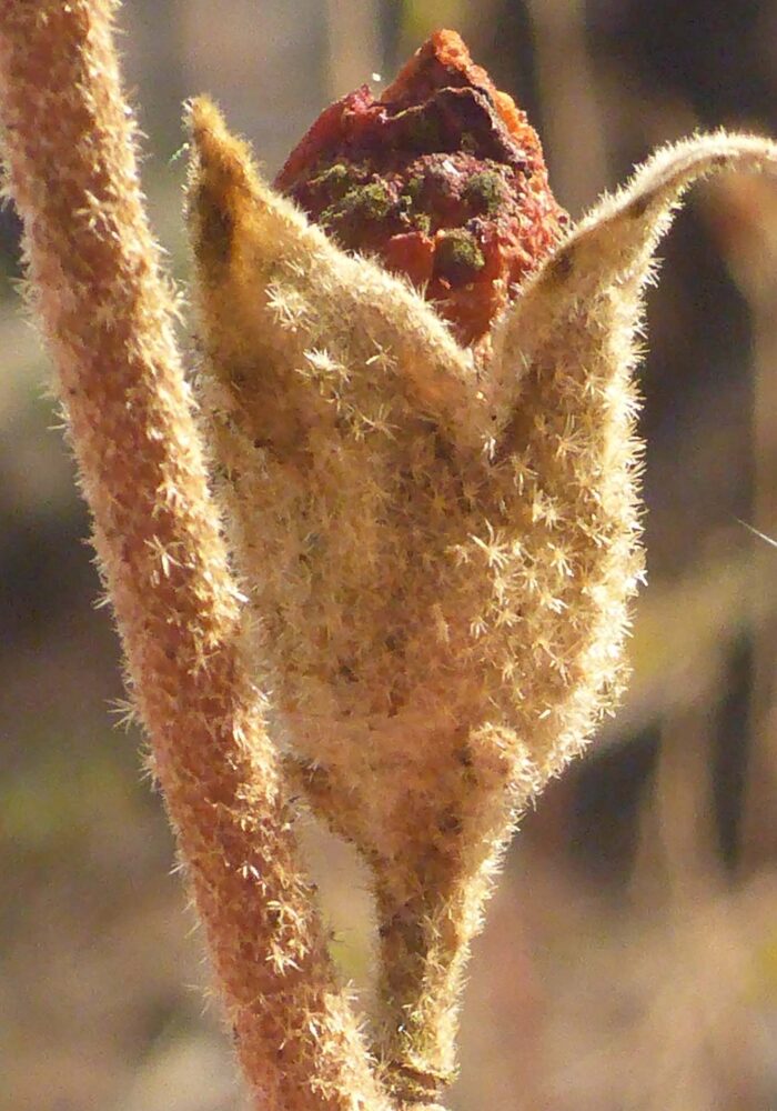 Close-up of Baker's globe mallow calyx. D. Burk.