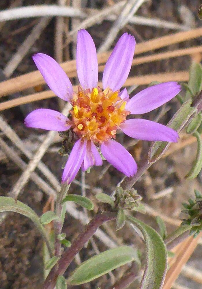 Tansy-aster. D. Burk.
