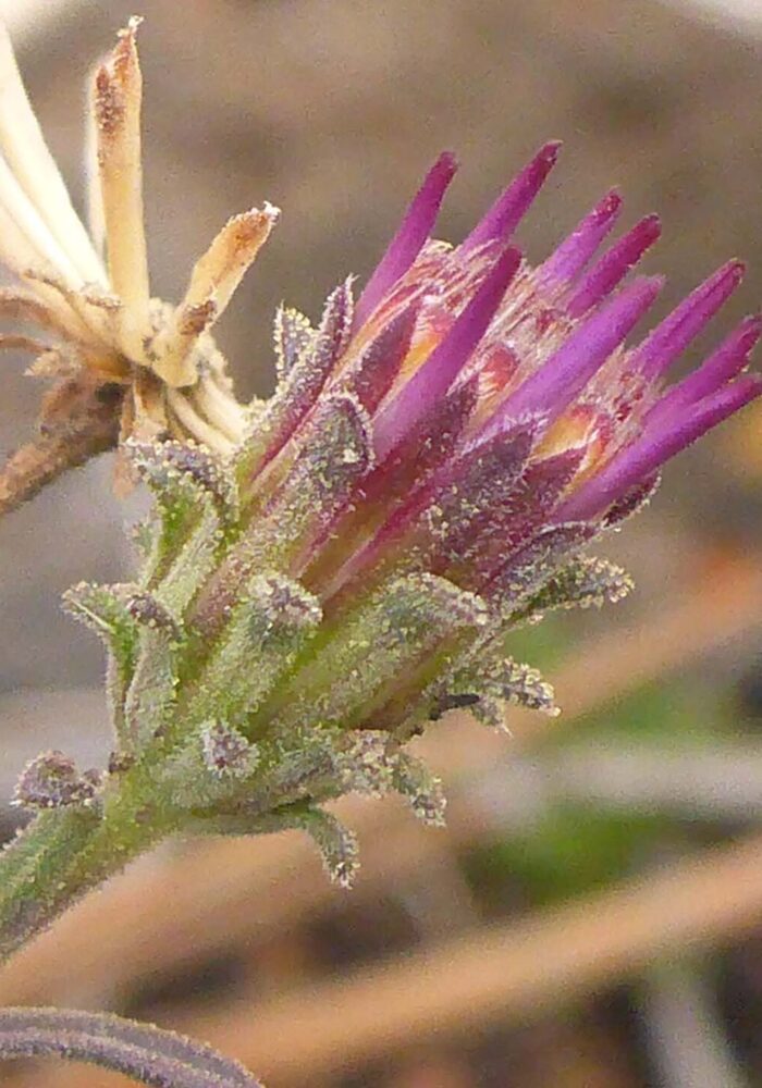 Tansy-aster bud and seed head close-up. D. Burk.