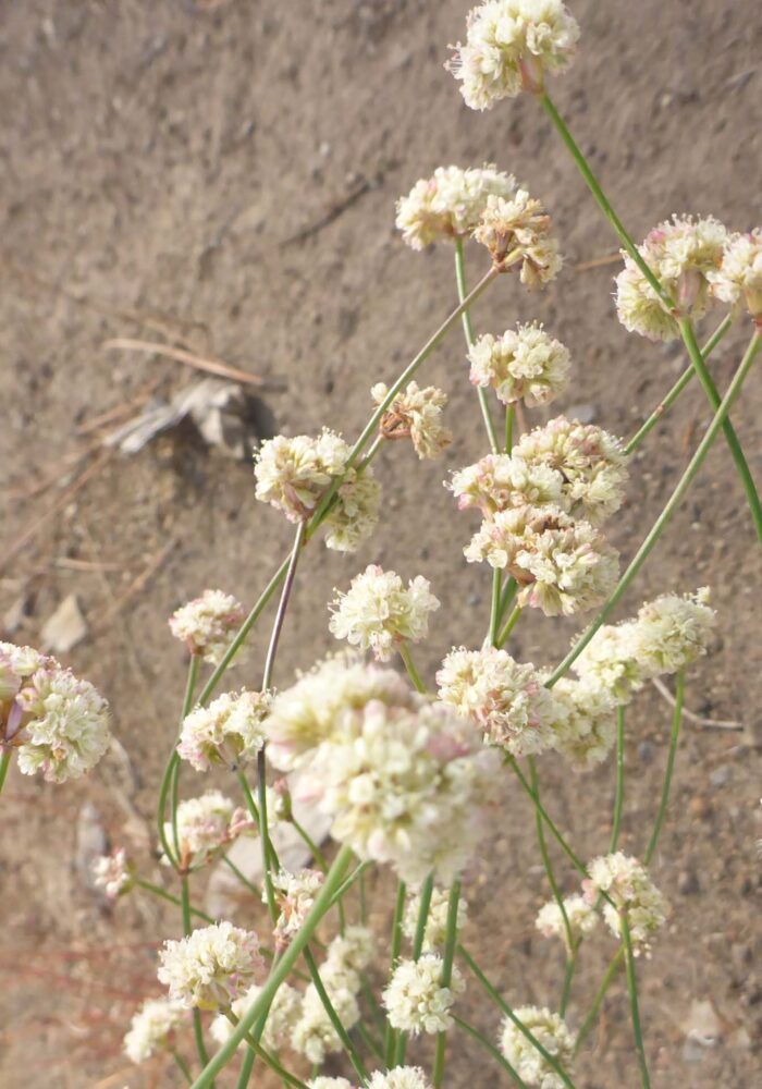 Naked buckwheat flowers closer look. D. Burk.