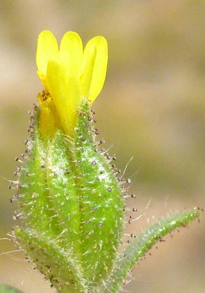 Mountain tarweed close-up. D. Burk.