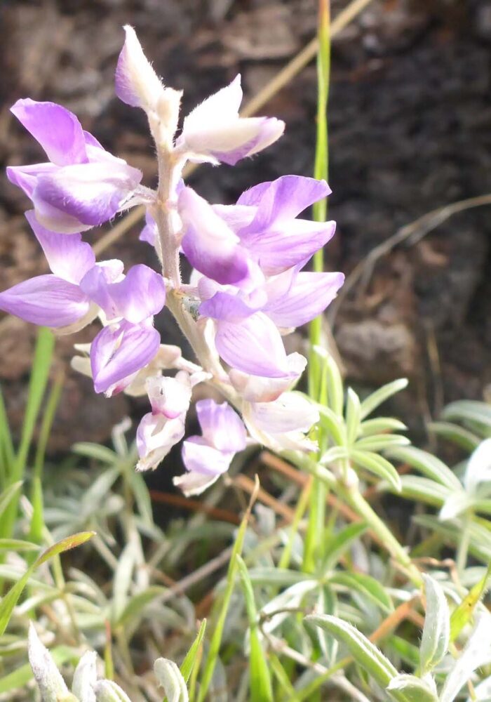 Silvery lupine. D. Burk.