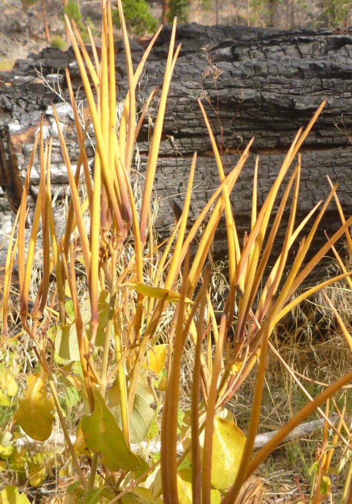 Mountain dogbane seed pods. D. Burk.