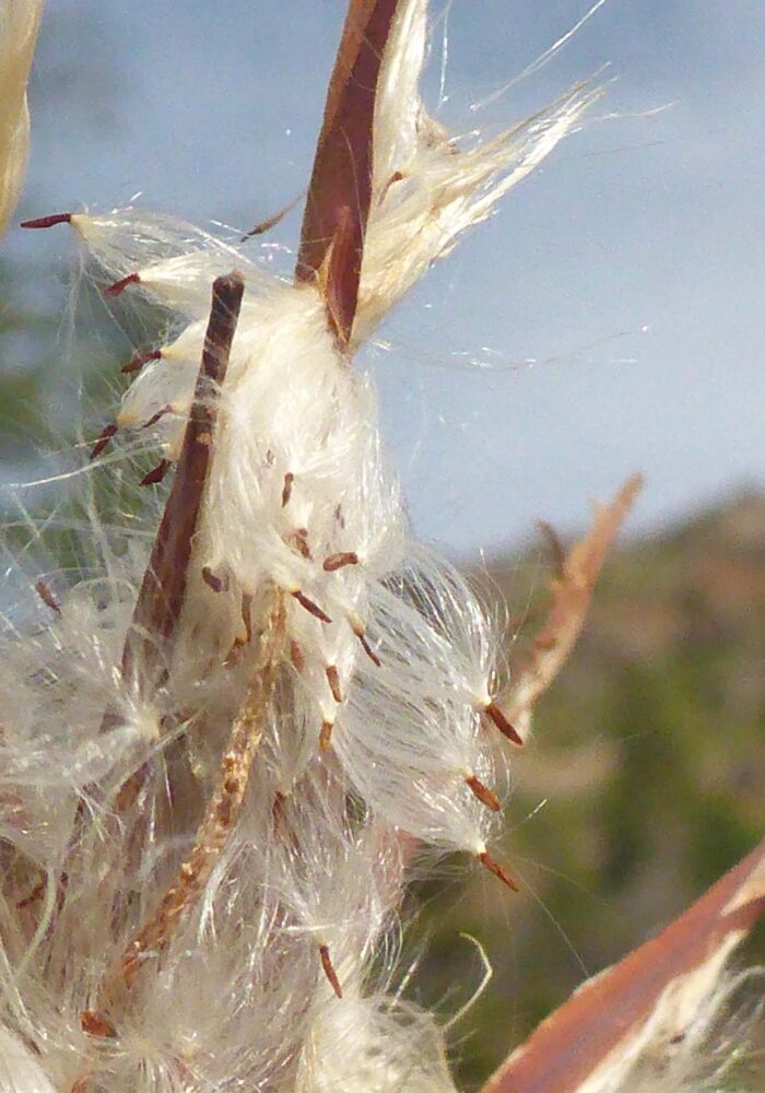 Seeds being released from mountain dogbane seedpods. D. Burk.