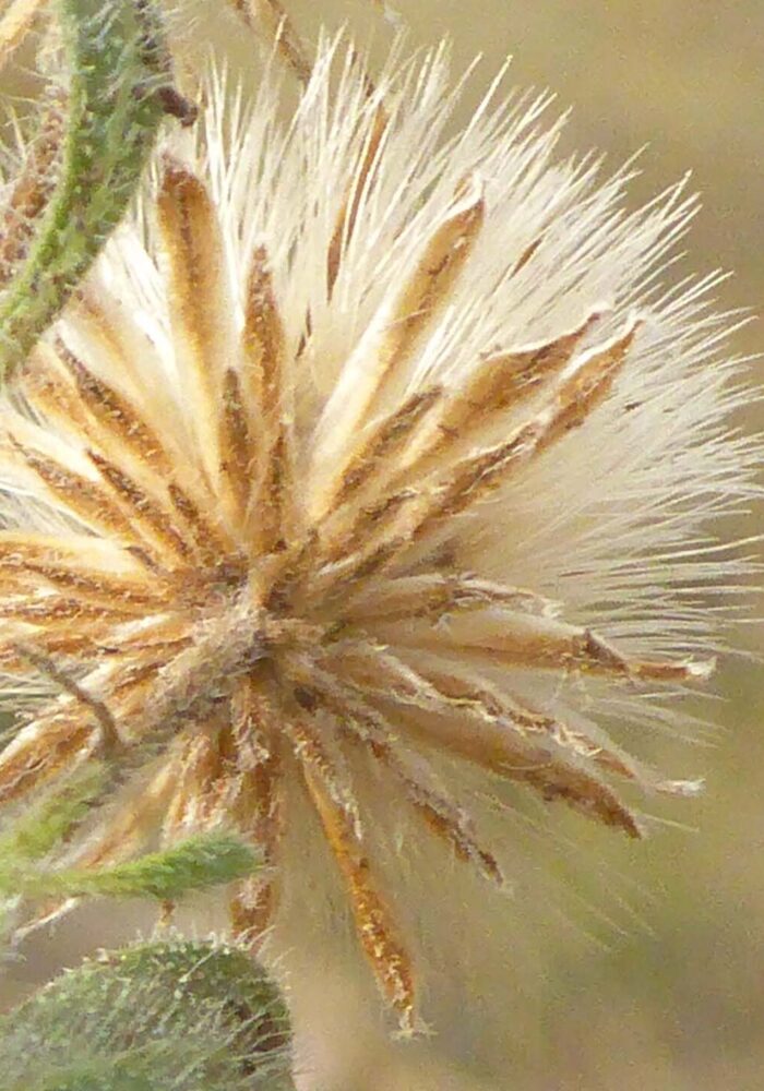 Hairy golden-aster seed head close-up. D. Burk.