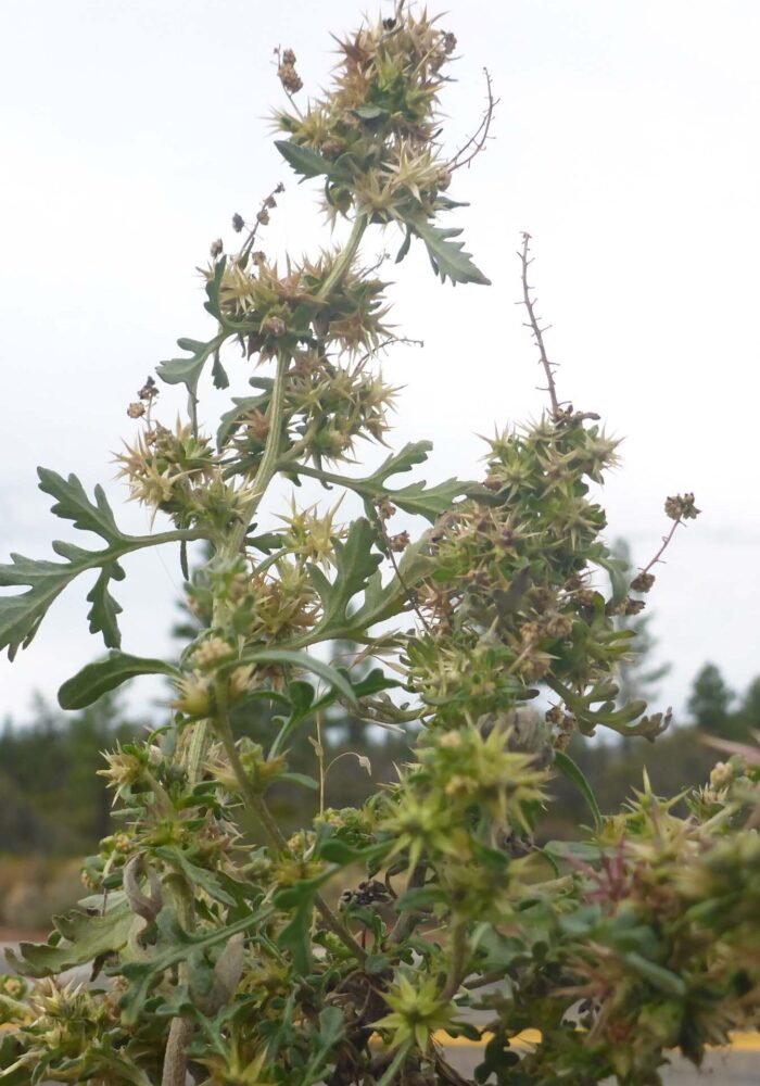 Annual bur-sage. D. Burk.