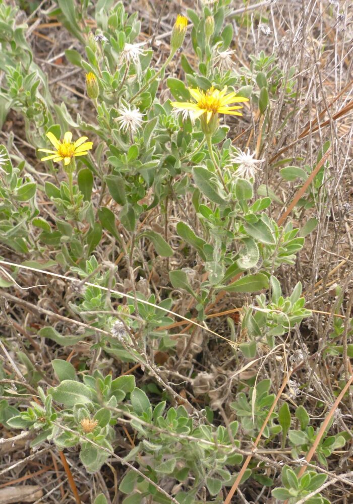 Hairy golden-aster. D. Burk.
