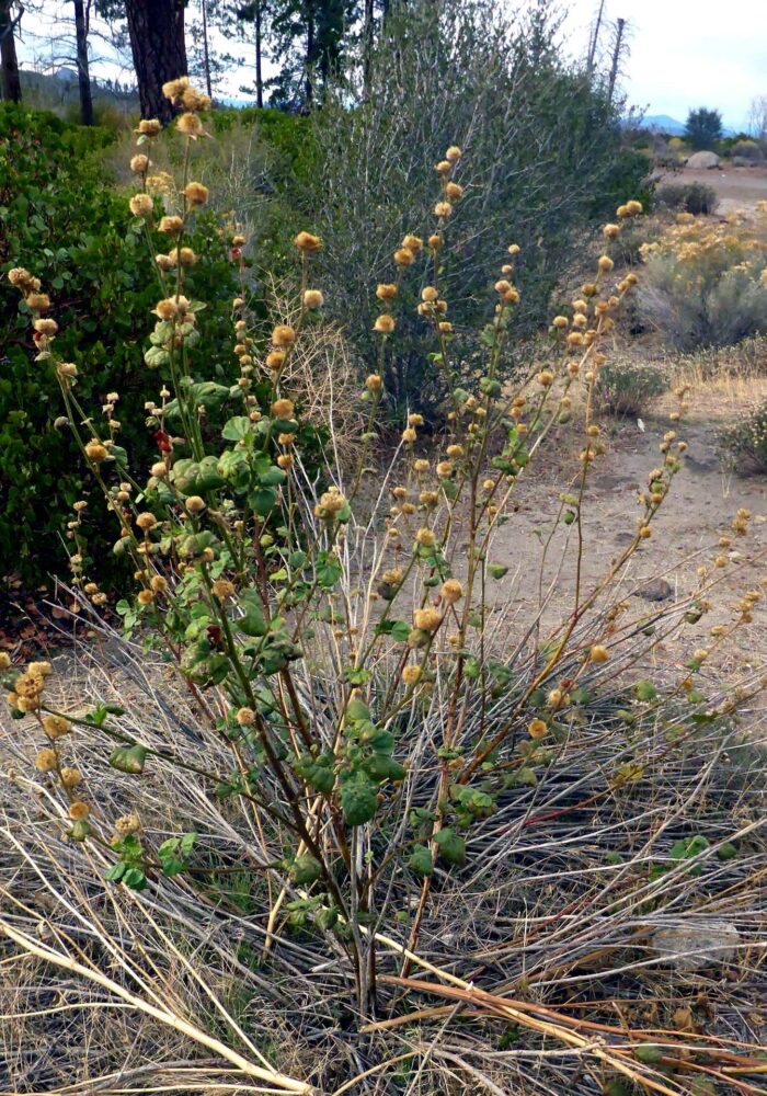 Baker's globe mallow. D. Burk.