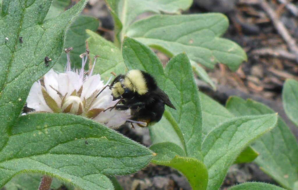 Waterleaf and bumble bee. D. Burk.