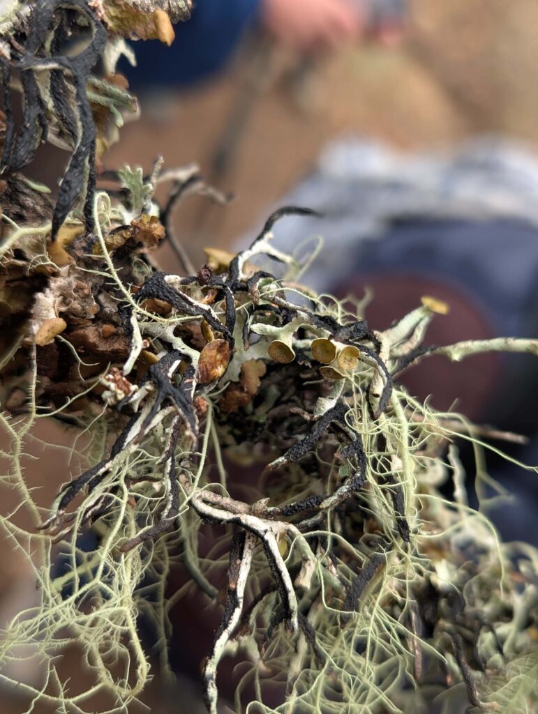 Multiple Lichens at East Weaver Creek on October 12, 2025 by Ren Redlich