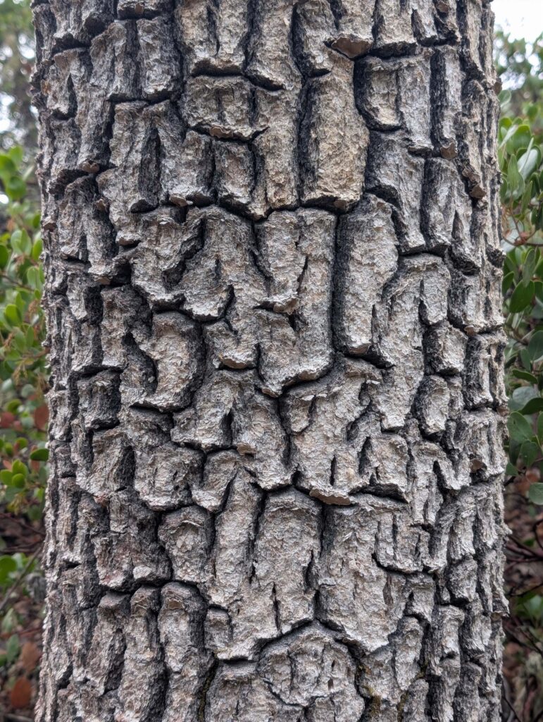 The bark of Oregon oak at East Weaver Creek on October 12, 2025 by Ren Redlich