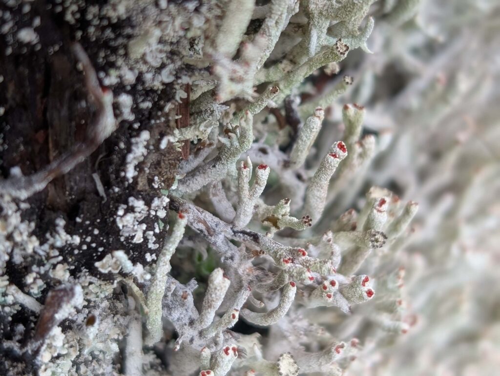 Cladonia Lichen at East Weaver Creek on October 12, 2025 by Ren Redlich